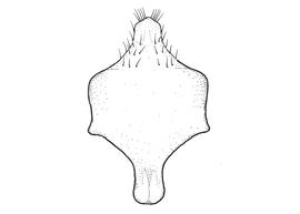   Anthidium collectum  male, diagram showing ventral view of eighth sternum (S8), diagram from Gonzalez and Griswold 2013 
